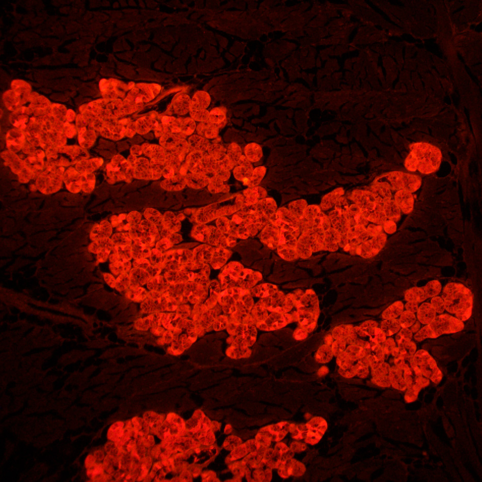 Микроскоп люминесцентный MAGUS Lum 450L