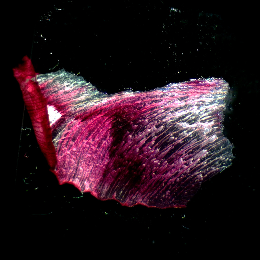 Микроскоп стереоскопический MAGUS Stereo A18T