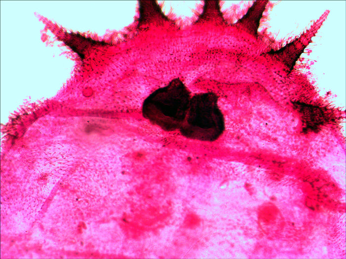 Набор готовых микропрепаратов Levenhuk N20 NG