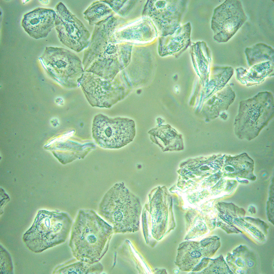 Микроскоп биологический инвертированный MAGUS Bio V360